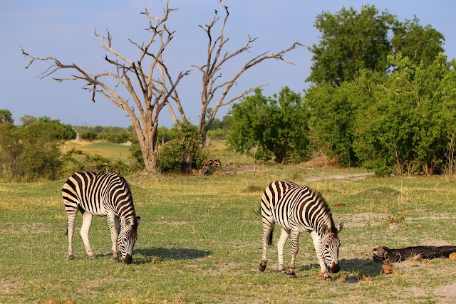 Moremi Game Reserve