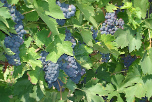 Photo n°15 de Forum Bien-être à Grasse (Centre d'information)