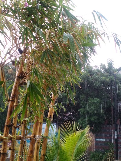 Photos of Daun Exotica Nursery