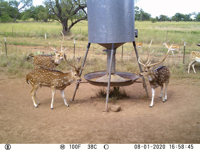3 Amigos Ranch by null