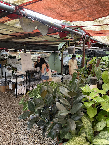 Opinii despre Plants Ate My Money în Singapore - Supermarket