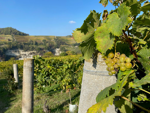 Poderi Roccanera s.s.a. - Thumbnail