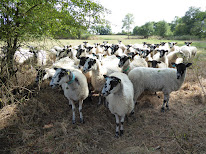 LE VIEUX HANGAR à Le Pellerin
