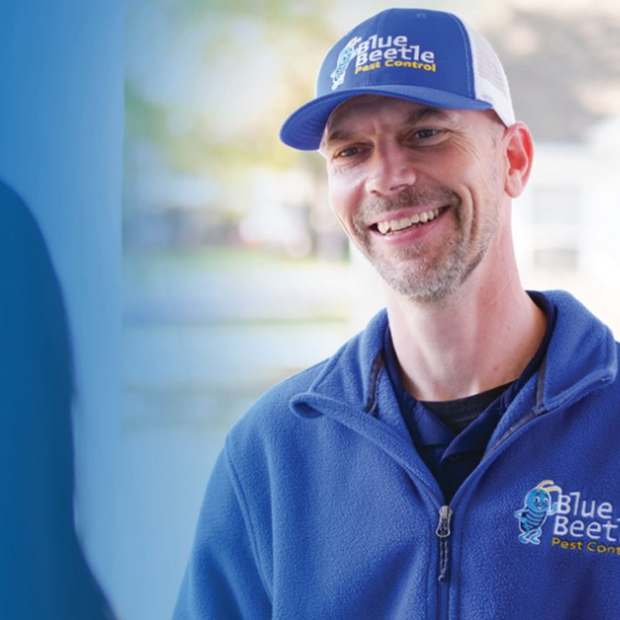 Blue Beetle Pest Control