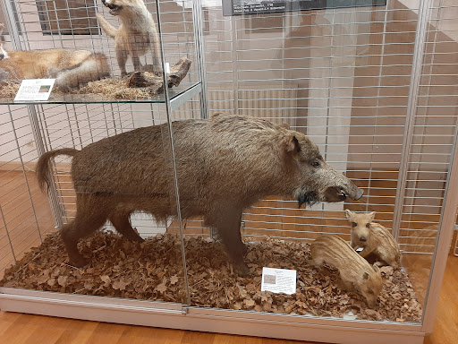 Museum für Naturkunde und Vorgeschichte Dessau - Thumbnail
