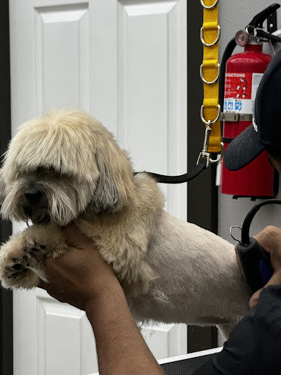 Cat & Dog Grooming
