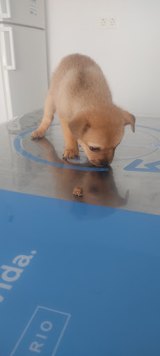 Huella Cat Consultorio Veterinario Santa Fe