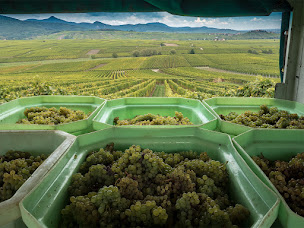 Photo n°2 de Scheidecker & Fils à Mittelwihr (Établissement vinicole)