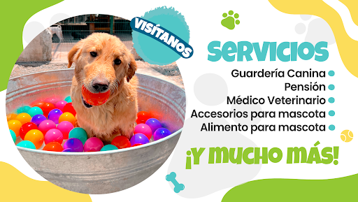 La Guarderinaria | Veterinaria y Guardería Canina En Querétaro