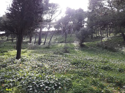 Photos of For&ecirc;t Tanja Balia