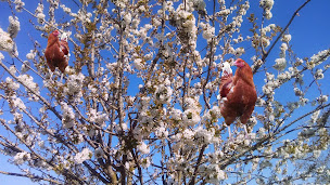 Photo n°3 de Ferme des Bedins à Charny Orée de Puisaye (Agriculteur)