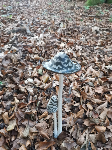 Blankenheim Forest - Thumbnail