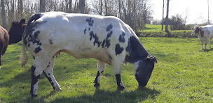 Photo n°9 de Elevage de Tarvos Pauly Charton François et Anne Laure à Saint-Nizier-le-Bouchoux (Ferme d'élevage)