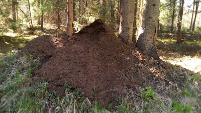Photos of Padak&otilde;rve looduskaitseala &otilde;pperajad ja matkarada