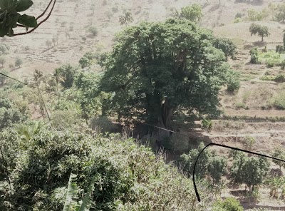 Photos of Poilone, Kapoktree