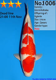 Photo n°35 de Ike Koi à Saint-André-sur-Vieux-Jonc (Éleveur)