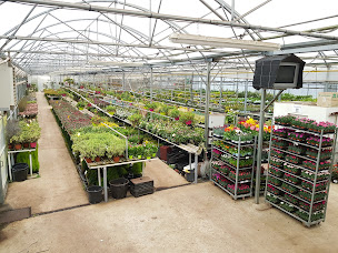 Photo n°26 de PANAPLANTES PARIS-SAQUE à Panazol (Pépinière)