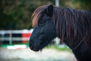 Photo n°32 de Centre Equestre de Savoie à Frontenex (Centre équestre)