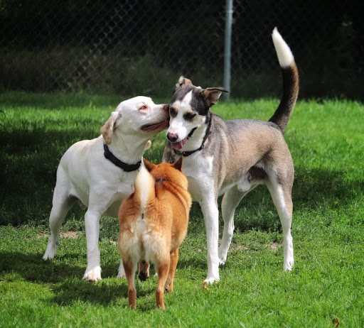 Loyalist Barkway Boarding Kennels - Thumbnail