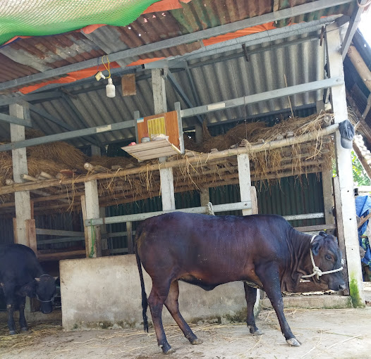 Trại Bò Ông Quang, Tịnh Thọ, Sơn Tịnh, Quảng Ngãi