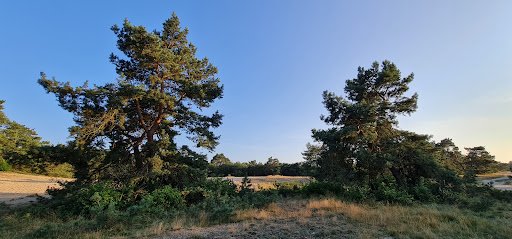 Veluwe parkeerplaats - Thumbnail