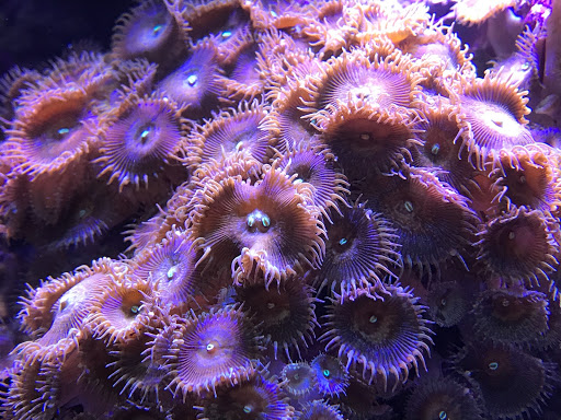 Peninsula Aquatics - Visual