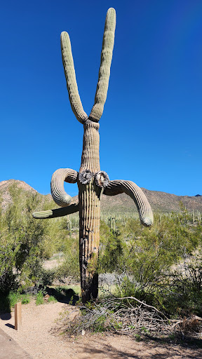 Cactus Garden Trail - Thumbnail