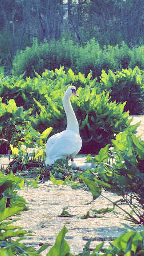 Mill Point Preserve - Thumbnail