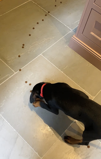 Full Pawtential - Visual