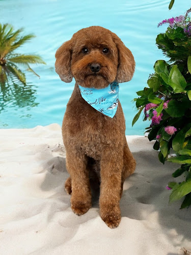 All Fluffed Up Profile Image