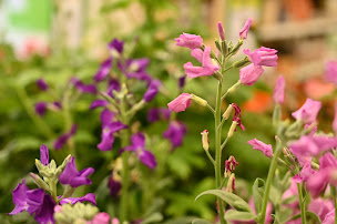 Photo n°11 de GAMM VERT à Saint-Sauveur-en-Puisaye (Pépinière)