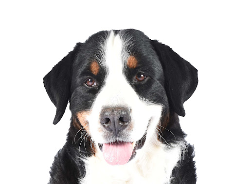 District Veterinarians Mora - Sweden