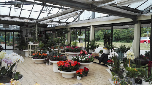 Flowers Schmitt Inh. Andreas Hinn