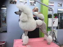 Robin's dogs paradise à Portiragnes