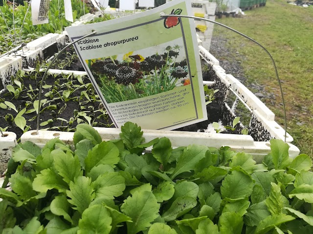 Organic strawberries Apfelbacher