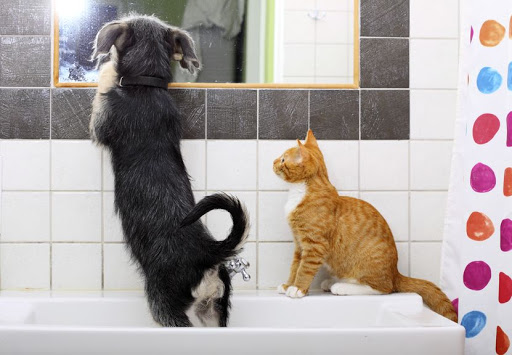 Wal-Mutt.com - Visual
