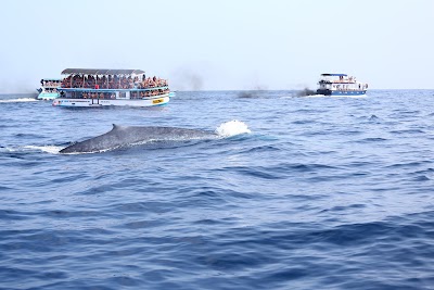Photos of Whale Watching Club