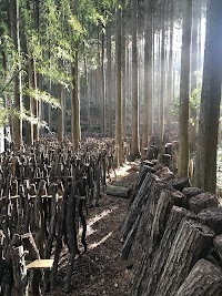 もりのえき