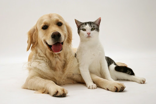 Clínica Veterinaria CalviaVet - Thumbnail