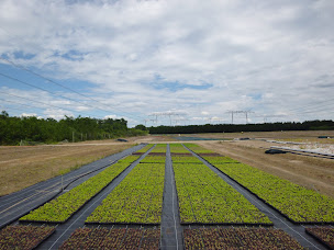 Photo n°24 de Greenfield à Dampierre-en-Burly (Pépinière)