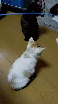遊べる保護猫ルーム Snuggle-スナグル-