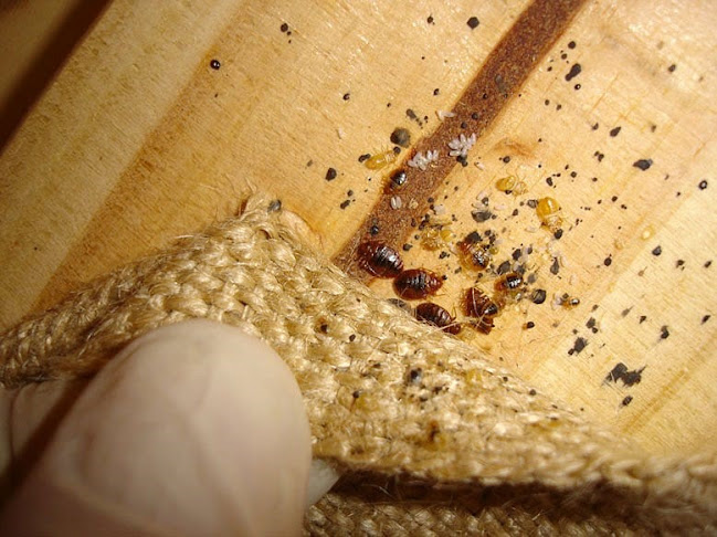 Reviews of Pests R Us Pest Control in London - Pest control service