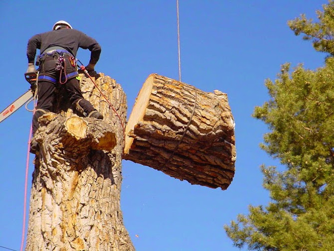 Chandler's Tree and Crane Service