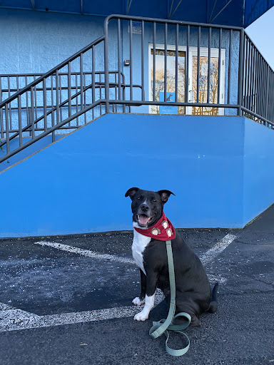 Hannah Pet Hospital Gallery - United States