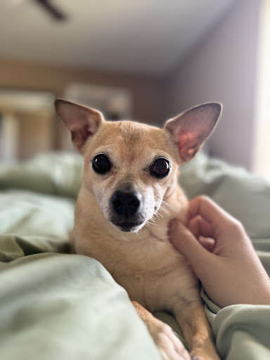 East Tennessee Veterinary Hospital @ Gray - Thumbnail