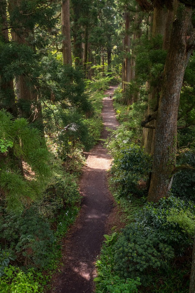 Old Tōkaidō Cedar Avenue