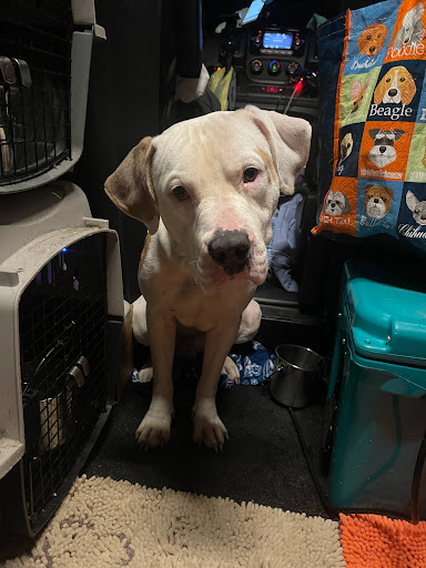 The Animal Care Shelter for Kent County - Thumbnail