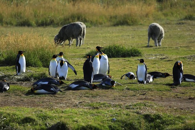 Parque Pingüino Rey