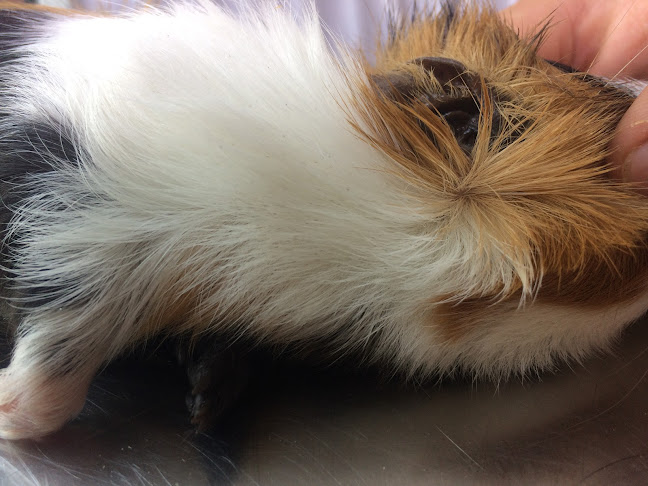 Mławska 13, 81-204 Gdynia