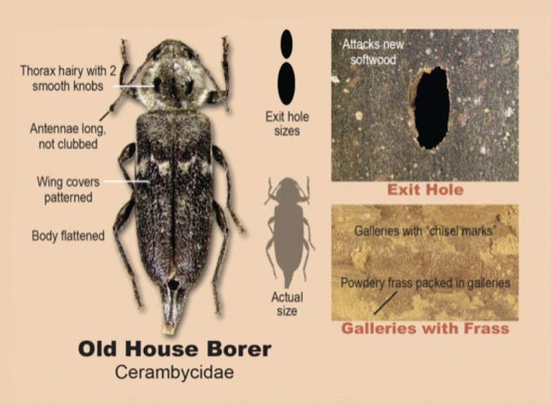Andrews Termite and Pest Control Inc. photo